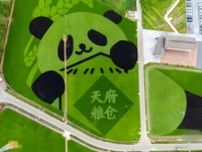 天府粮倉に「描かれた」パンダの田んぼアートがかわいい！―中国