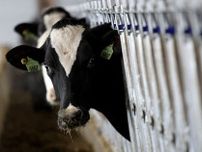 米政府、乳牛が鳥インフル感染の州で小売店の牛ひき肉を検査