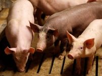 中国、豚内臓肉などの輸入で仏と合意　鳥インフル巡る禁輸も緩和