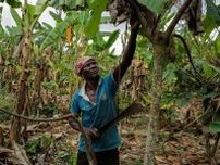 ガーナのカカオ豆農家、密輸業者に売却　公定価格安く