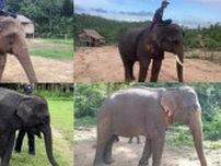 ミャンマー人が福岡市に抗議　動物園にゾウ受け入れは「政治利用の懸念」