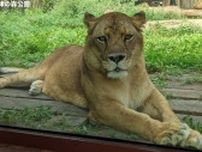 到津の森公園ライオンの「ライ」死ぬ　北九州市