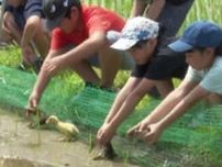 小学校で「アイガモ農法」 お米も、ひなも元気に育って　熊本・人吉市