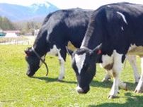 畜産業の労災防止策を動画に　牛近くでは〝蹴られ〟注意　北海道・帯広労基署