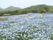 鮮やかなブルーのじゅうたんが春のそよ風になびいて　まんのう公園のネモフィラ満開【香川】