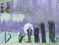 「幻想的で圧倒された」日本一の種類を誇るといわれる和気町の「藤まつり」紫、白、ピンクに咲き乱れる【岡山】