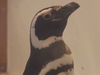 【ゴールデンウィーク】岡山市に期間限定の水族園が登場　コツメカワウソやマゼランペンギンなど約60種類