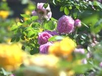 開園60周年の半田山植物園で「春の花まつり」60年前に撮影された写真を便りに木の生育を確かめるイベントも【岡山】