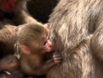今年も約30匹の新しい命が誕生　小豆島「お猿の国」はベビーラッシュ【香川】