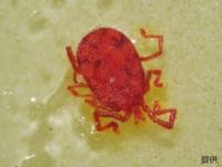 コンクリート・アスファルトで目を凝らせば見つかる“小さな赤い虫”「カベアナタカラダニ」とは　潰すと赤い汁が...そしてメスしか確認されていない不思議な生態