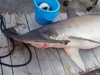 東かがわ市引田沖の瀬戸内海でサメ捕獲　全長2.8メートルの「シュモクザメ」【香川】
