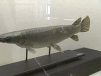 「秘蔵お宝展」大型外来魚のはく製に3億年前の植物の化石など　倉敷市立自然史博物館の希少な収蔵品【岡山】