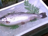 香川県のブランド魚・オリーブサーモンの「成長不良魚」を活用して高校生が製品づくり　常温長期保存できるよう工夫