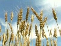 「パン作りに適している」津山産小麦「せときらら」の収穫最盛期【岡山】