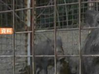 高梁市内で捕獲した野生のイノシシ1頭が豚熱ウイルスに感染　岡山県内で4例目