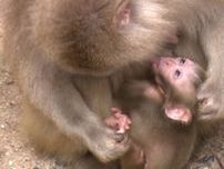 愛くるしいニホンザルの赤ちゃん　母ザルにぴったりくっつく【岡山・渋川動物園】