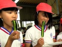 【小学生が体験授業】「☆や♡も」久米南町でキュウリの収穫体験　津山市では6mの絵巻物に挑戦【岡山】