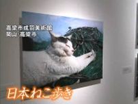 「船が戻るのを待つネコ」「ストーブの前でリラックスするネコ」岩合光昭さんの写真展「日本ねこ歩き」高梁市成羽美術館で【岡山】