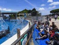 水しぶき、「涼」お届け　沖縄・海洋博公園でイルカショー
