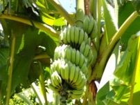 ビックリ巨大化　バナナの木　通常の2倍「５メートル超」に　豊見城・大城さんの畑　手届かず100本未収穫　沖縄