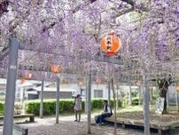 鳥栖市・真木町天満神社のフジが見頃　4月21日にフジまつり