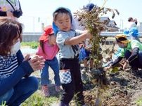 土の中で「宝探し」　小城市の園児がジャガイモ掘り体験