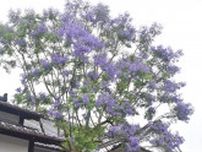 紫の花、気品ある美しさまとう　伊万里市本光寺でジャカランダ満開