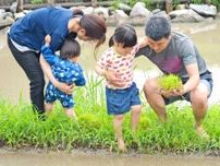 ひょうたん島公園で田植え　親子で挑戦　稲刈りまで体験