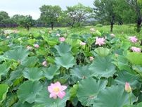 大賀ハス　ピンクの花鮮やか　7月6、7日　吉野ケ里歴史公園で開花10周年イベント