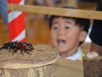 カブトムシ相撲「のこった！」　太良町で全国大会“子ども親方”声援