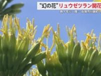 アロエと思い込んで育てたら…数十年に一度しか咲かない幻の花「リュウゼツラン」開花【佐賀県】