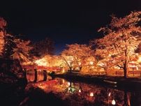 究極の桜を追い求める桜マニア 中西一登さんの「とっておきの桜」5選