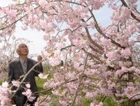 ９１歳の花咲かじいさん、今年も桜満開　浜田・金城の原さん、ほぼ１人で世話　「あと５、６年は頑張りたい」