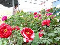大根島ボタン  色とりどり４０万本　ＧＷ控え開花早まる傾向、５月６日まで「祭り」　島根県