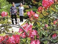 シャクナゲ１万株、華やか　回遊式日本庭園「石照庭園」　島根・雲南