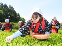 早乙女姿で「一番茶」初摘み、出来は上々　島根で有数の緑茶産地・出雲の平田地域