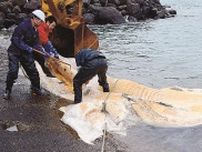 珍しく鳥取にクジラ漂着、陸揚げし解体　体長１３・５メートル　調査後、骨格標本に　鳥取県湯梨浜町