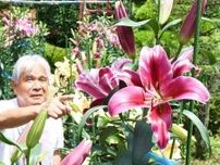 「ユリの女王」カサブランカが見頃　地域を盛り上げようと約２０年前から栽培、自宅敷地でイベントも開催　島根県雲南市の男性