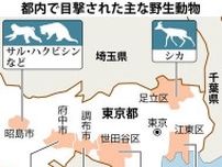 東京・江東区にシカ？　都心に出没「アーバンアニマル」民家侵入、人を襲う被害も