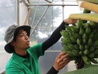 「滋賀県産バナナ売り出したい」　東近江の若手農家の挑戦