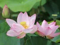 池に浮かぶハスとスイレンの花　早朝の一期一会　大阪・咲くやこの花館　花さんぽ