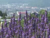 「花の香りと澄んだ空気が癒し効果に」紫の花と香りと青空と…地域のボランティアが手入れ　500株のラベンダーが見ごろに