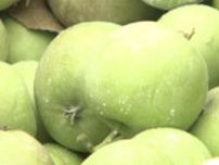 リンゴの産地でユニーク競技　摘果した小さな実を有効活用