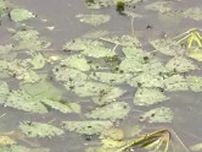 「こんなに繁茂しているとは」「除去はひと苦労」諏訪湖でボランティアが水草の「ヒシ」の除去作業