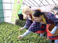 「味はいい。まろやか」新茶シーズン前にハウス新茶の初摘み　例年より5日ほど生育遅く=静岡・菊川市
