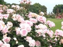 「きれいで香りも」色鮮やかな春バラ1100品種6000株が見頃　週末にはガイドツアーも＝静岡・河津バガテル公園