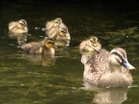 「かわいかったね」カルガモの親子 今年も公園の池に登場　愛くるしい姿で人気者に＝静岡・城北公園