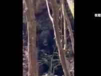 【動画あり】渓流釣り中に“獣臭”目の前にクマが…「クマァー」と叫ぶと退散＝静岡市清水区