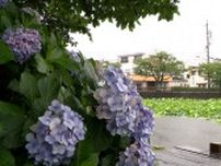 平年より15日遅れで梅雨入り　静岡もようやく「雨の季節」に　いまは安い野菜も…集中豪雨があると影響が心配