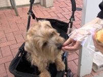 「もう一回、人が集まるように」犬と一緒に買い物楽しんで！人出減の商店街で「犬町プロジェクト」